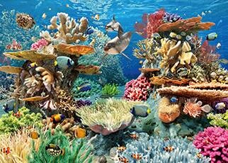 Image of a coral reef
