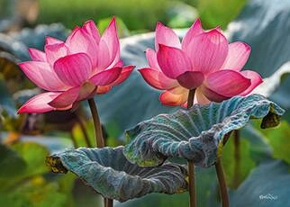 Image of a Pink Lotus Flowers