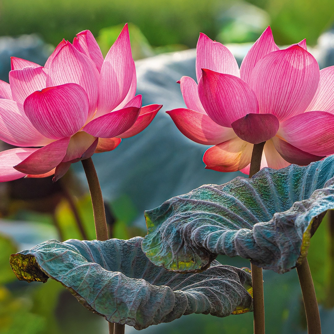 Image of a Pink Lotus Flowers big picture
