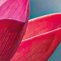 closeup picture of some of the details in Pink Lotus Flowers product