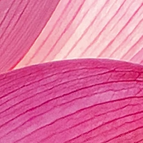 closeup picture of some of the details in Pink Lotus Flowers product