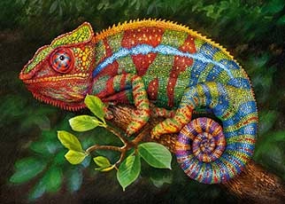 Image depicting Colorful Chameleon