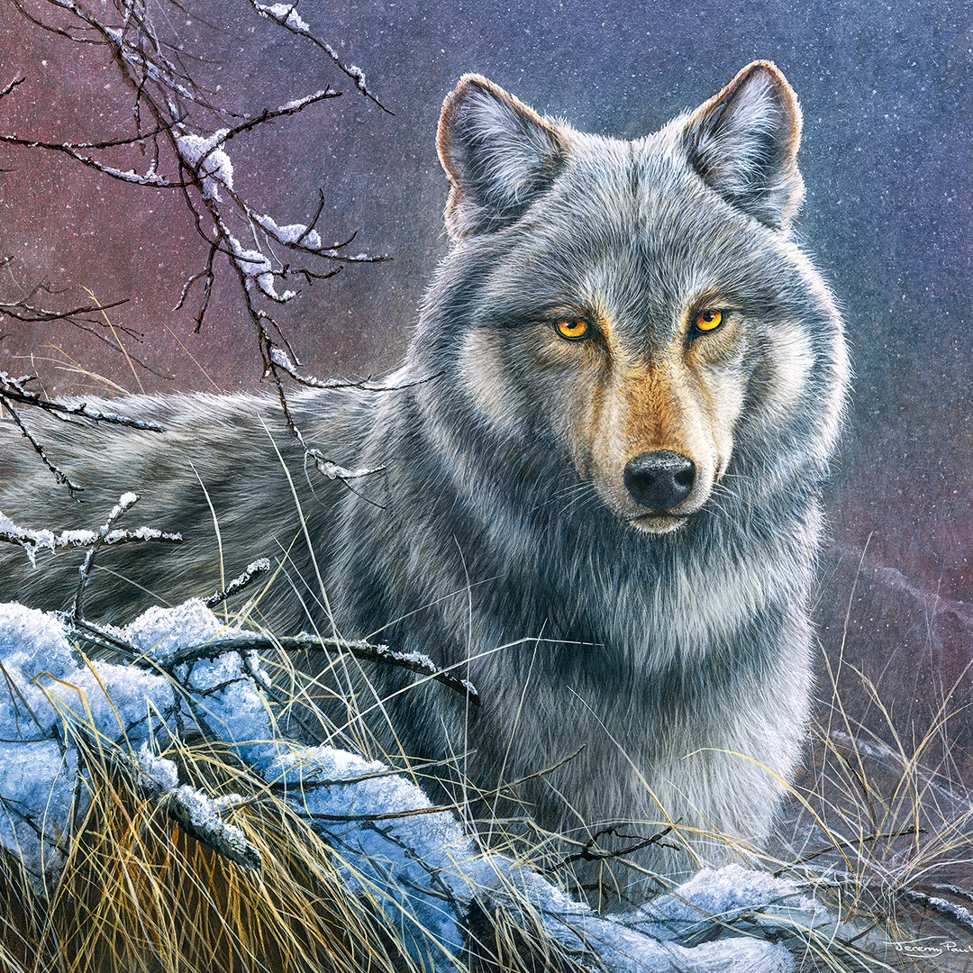 Image of a Gray Wolf, siiting in snow big picture