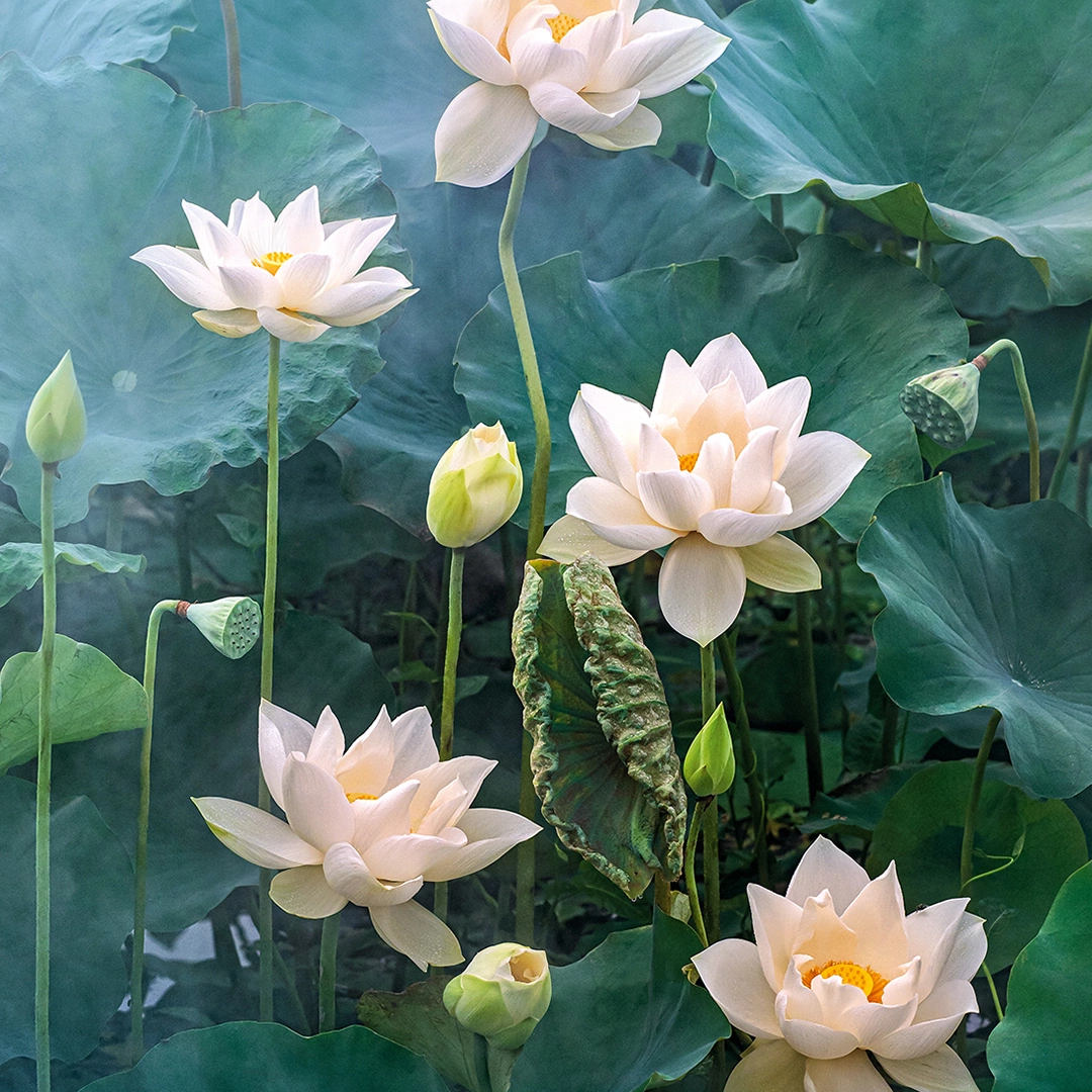 Image of white lotus surrounded by green leaves big picture
