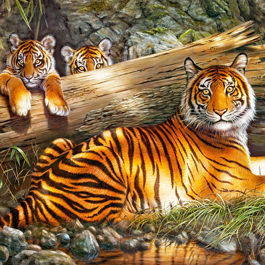 Pair of tigers relaxing in a forest big picture